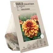Dahlia Creme de Cognac gul/orange ICA Garden