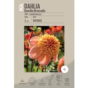 Dahlia Sandia Broccade 1-p ICA