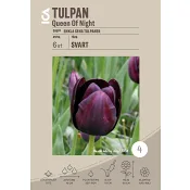 Tulpan Queen Of Night 6-p ICA Garden