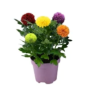 Krysantemum Flowerpops 14cm
