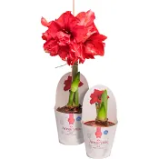 Amaryllis dubbel Röd 13cm ICA