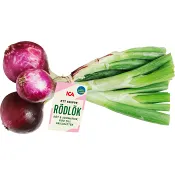 Lök röd knippe Klass 1
