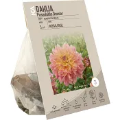 Dahlia Pasadoble Dancer