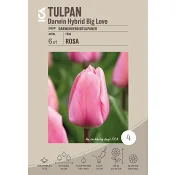 Tulpan Darwin Hybrid Big Love 6-p ICA Garden