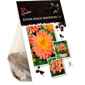 Dahlia decorative Extase ICA Garden