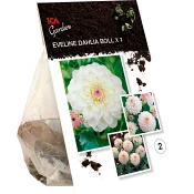 Dahlia ball Eveline vit/rosa