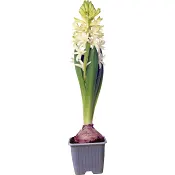 Vit hyacint 1-p