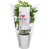 Thaibasilika Ekologisk 1-p KRAV Klass 1 ICA I love eco