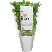 Koriander i kruka Ekologisk 1-p KRAV Klass 1 ICA I love eco