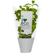Mynta Ekologisk 1-p KRAV ICA I love eco