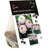 Dahlia Gallery Monet vit/ljus rosa ICA Garden