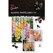 Gladiolus Pop Art Butterfly Rosa  ICA Garden