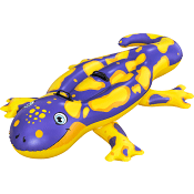 Salamander 191x119cm Bestway