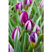 Tulipa Botanical Persian Pearl