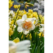 Narcissus Replete