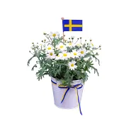 Arr MargeritFlagga 12,5cm x10