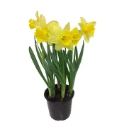 Påsklilja storblommig 13cm kruka 30 cm hög