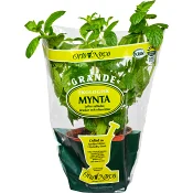 Mynta Grande Eko Klass 1