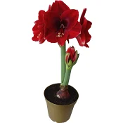Amaryllis Jumbo