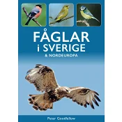Fåglar i Sverige & Nordeuropa