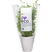 Timjan i kruka Ekologisk 1-p Klass 1 ICA I love eco