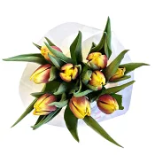 Tulpaner 9 pack 2 färgade