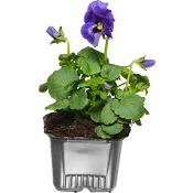 Pensé storblommig singel 8cm kruka varierande färger