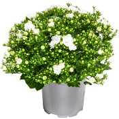 Campanula special 10,5cm