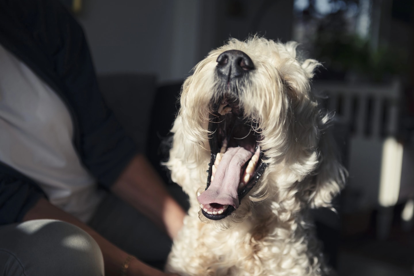 Vit hund med lång, krullig päls gäspar stort.