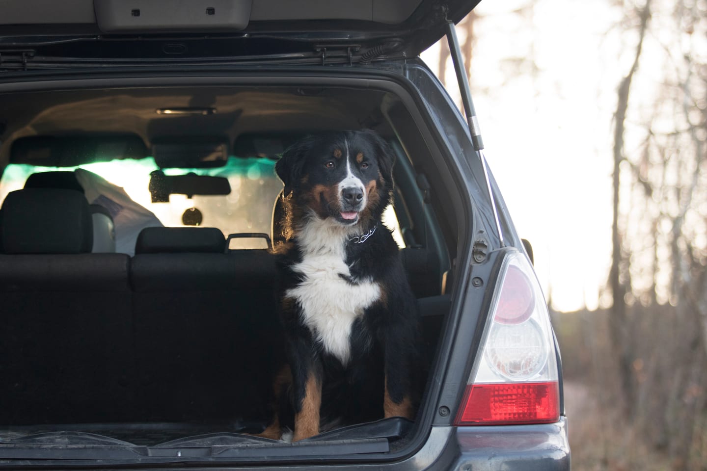 En hund sitter i bakluckan på bil. Bakluckan är öppen.