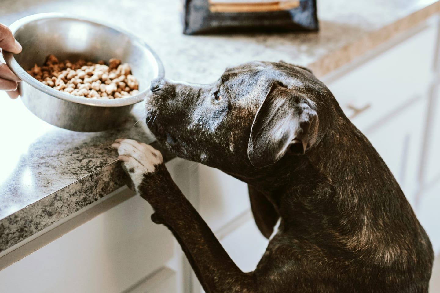 Hund som sniffar i sin matskål