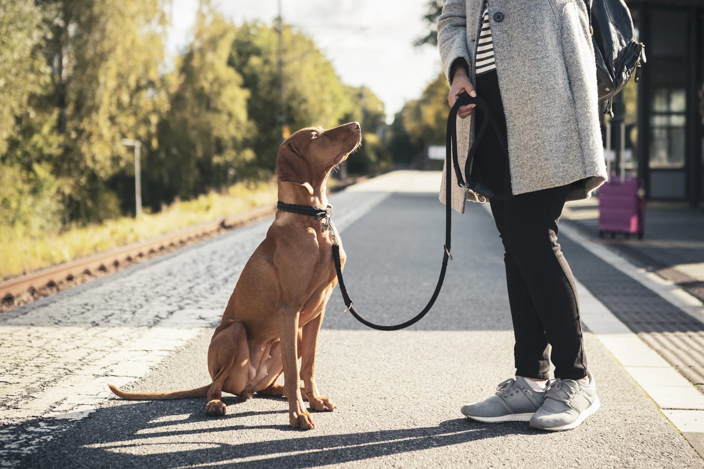 Närbild på en hund som sitter vid en tågstation och tittar upp på sin matte.
