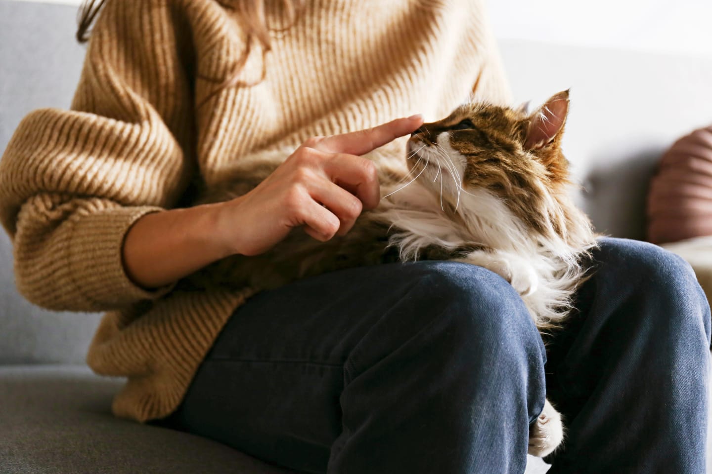 En lurvig brun och vit katt som ligger i sin mattes knä och nosar på hennes pekfinger