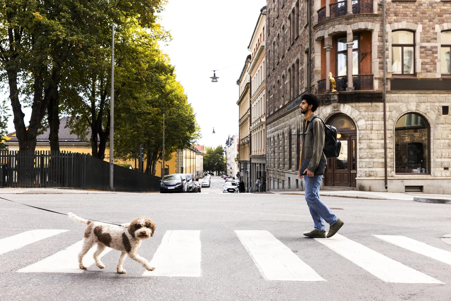 En man går över ett övergångsställe i storstad. I motsatt riktning kommer en hund gående och tittar in i kameran.