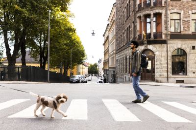 En man går över ett övergångsställe och möter en hund i koppel.