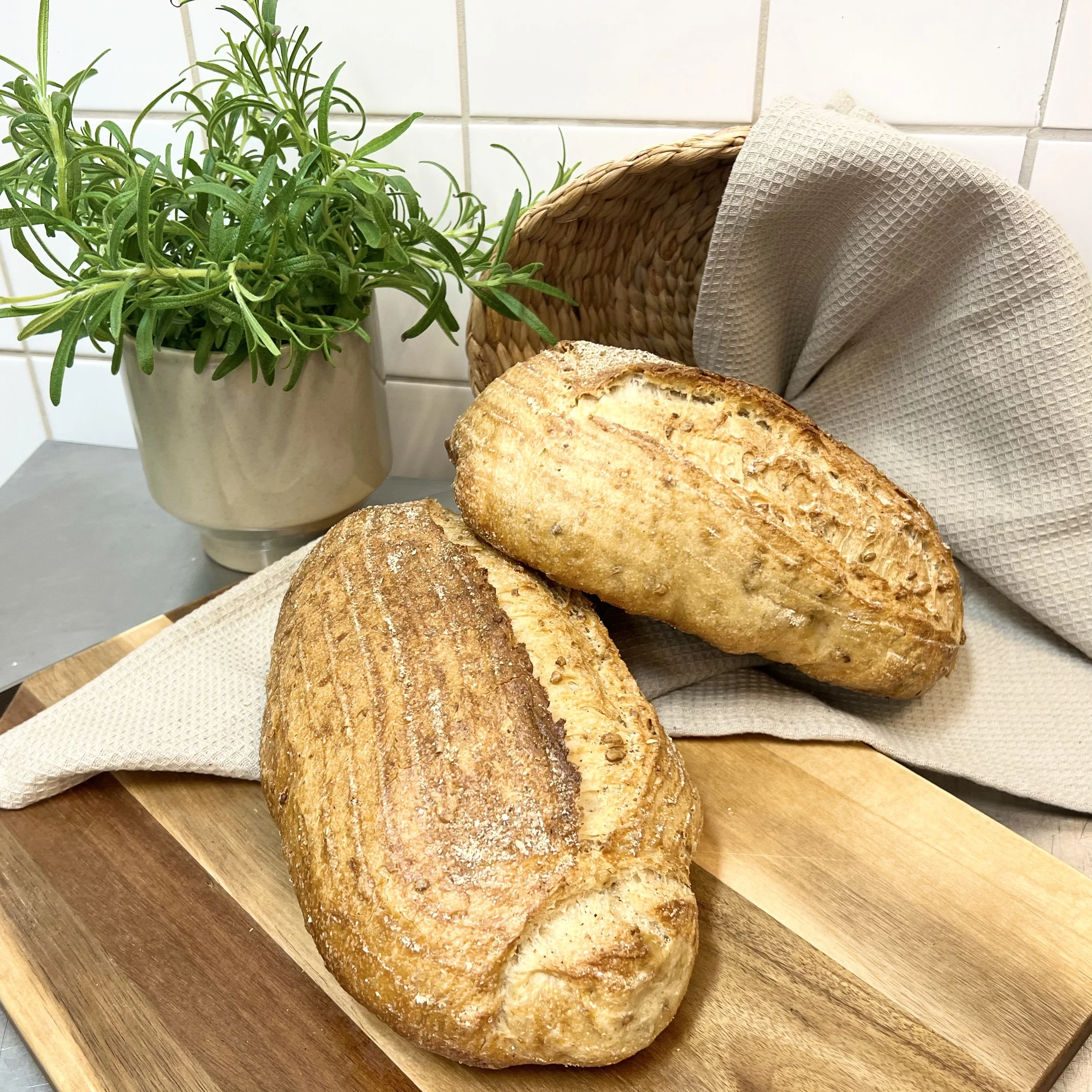Solros levain