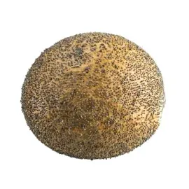 Franskbrödbulle