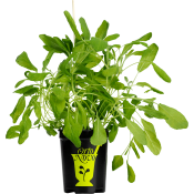 Salvia i kruka 1-p KRAV Orto Novo.