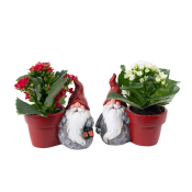 Arrangemang Tomtekruka röd eller vit kalanchoe höjd ca 12cm.