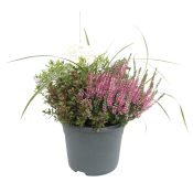 Ljung Calluna med gräs 23cm kruka Höjd 41cm varierande färger.