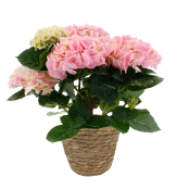 Arrangemang Hortensia korg.