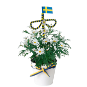 Arrangemang Midsommar margerit 11cm kruka.