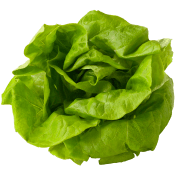 Huvudsallad ca 200g Klass 1 ICA.