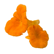 Kantarell ca 10g Klass 1.