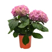 Hortensia 2-grenad 10,5cm kruka varierande färger.