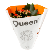 Kalanchoe dubbelblommande 10,5cm kruka Höjd 26cm orange.