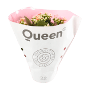 Kalanchoe dubbelblommande 10,5cm kruka Höjd 26cm rosa.