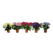 Hortensia 4-grenad 13cm kruka varierande färger.