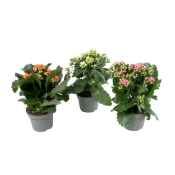 Kalanchoe dubbelblommande 10,5cm kruka Höjd 26cm varierande färger.