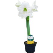 Amaryllis 2-stänglad 13cm kruka svenskodlad vit.